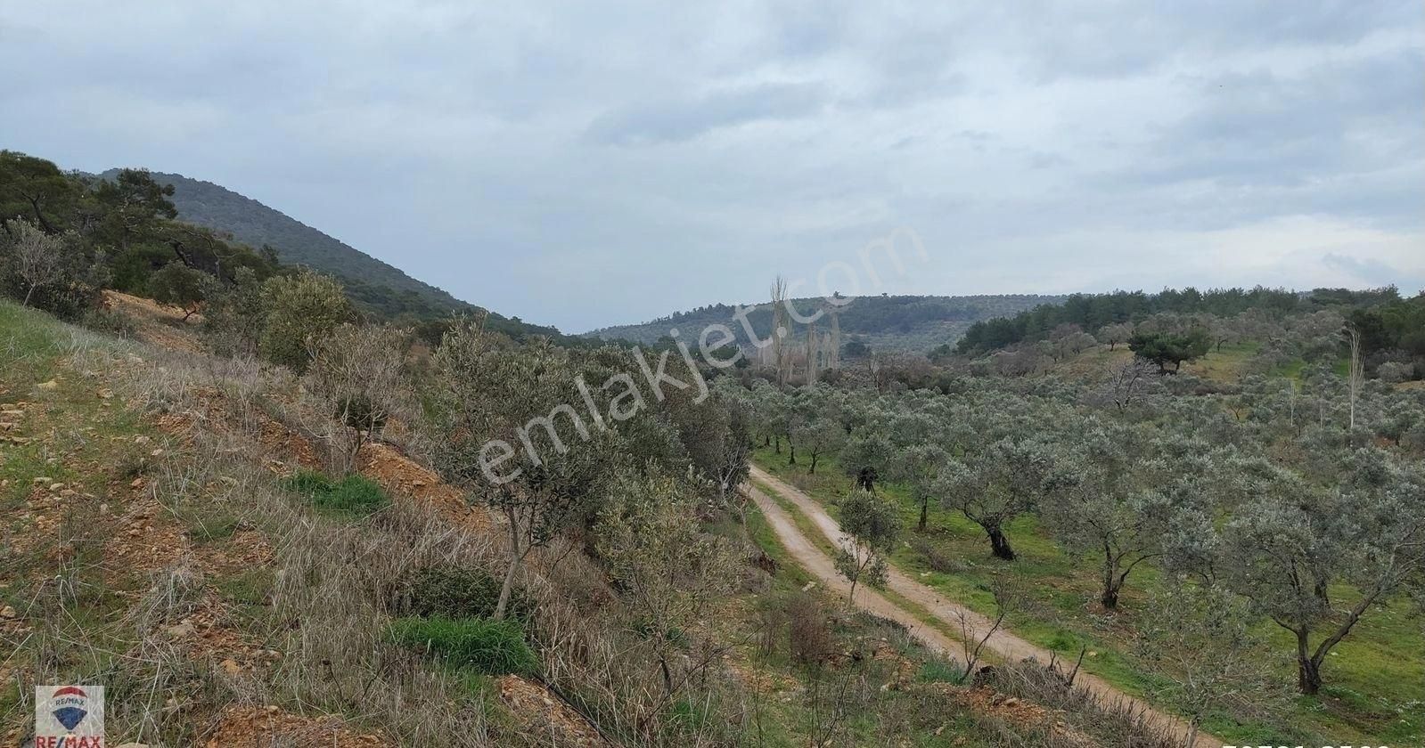 Burhaniye Taylıeli Satılık Tarla Burhaniye Taylıeli'nde Köy Merkezine Yakın Satılık 12 Dönüm Arazi