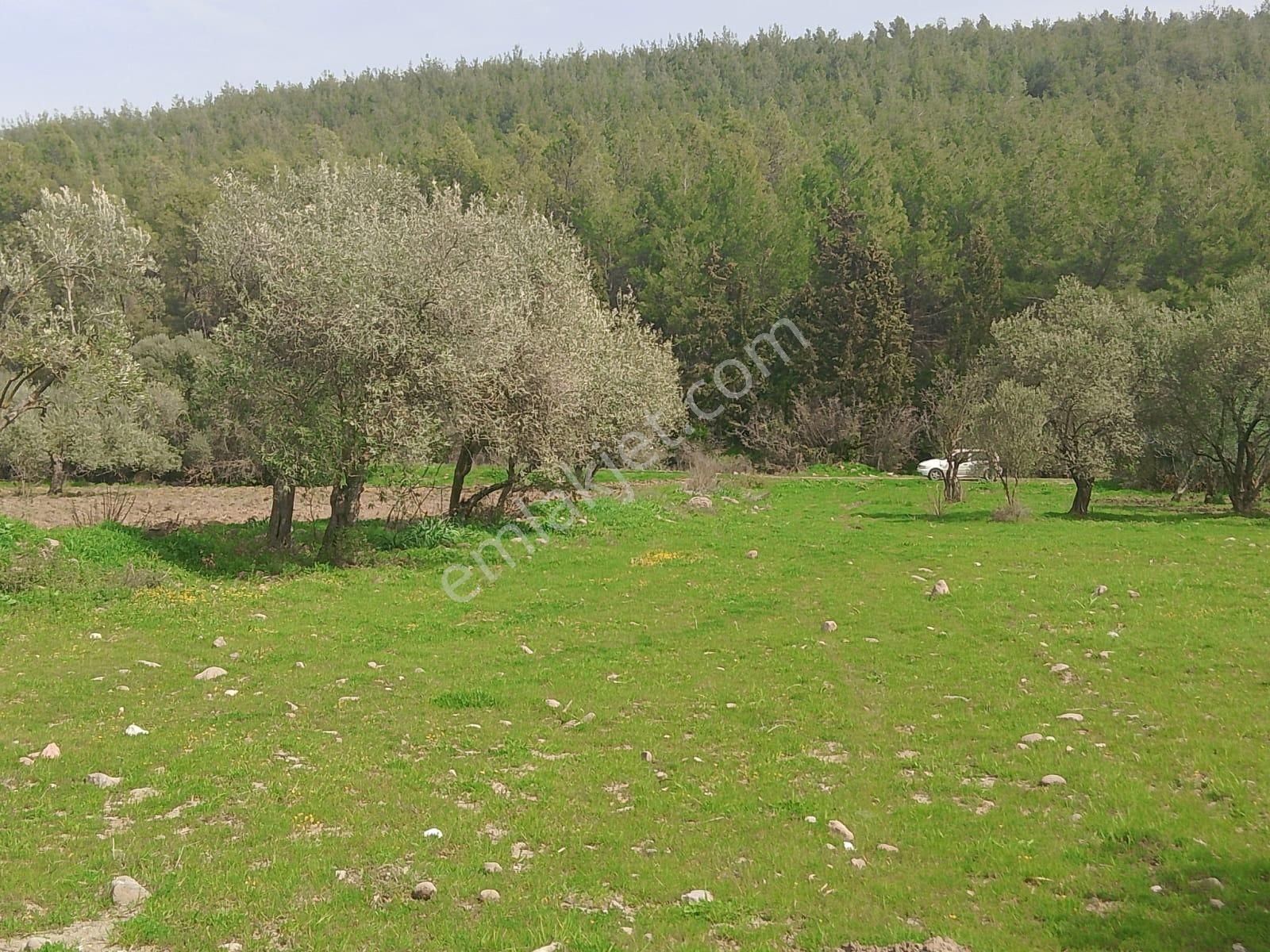 Saruhanlı Bahadır Satılık Zeytinlik Manisa Bahadır Köyünde 6 Dönüm Satılık Zeytinlik