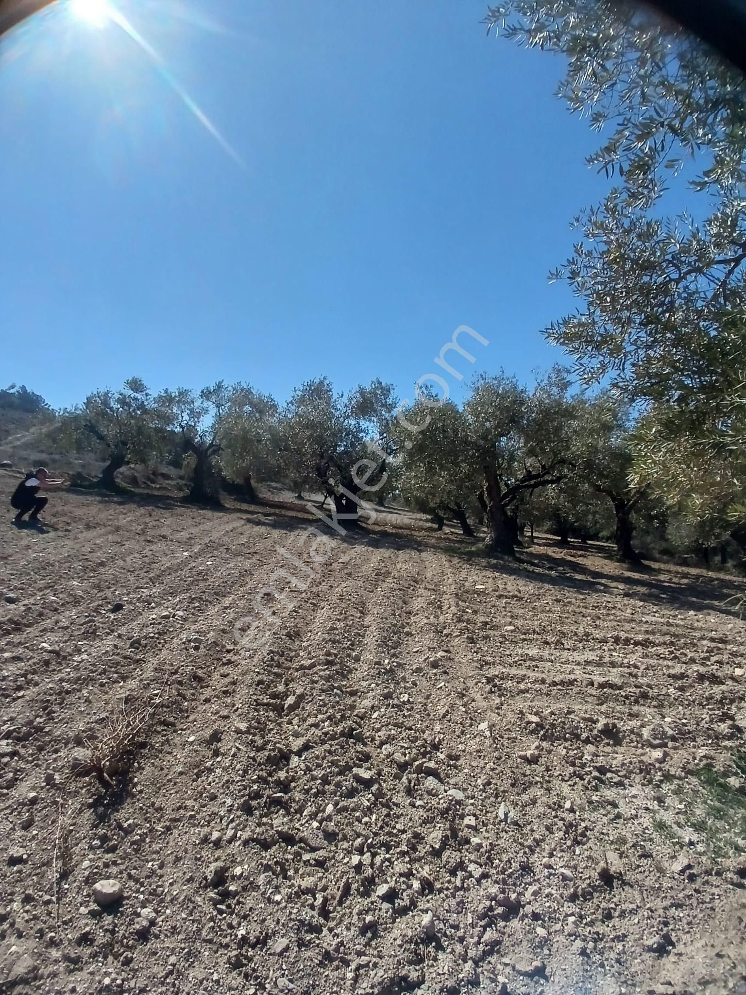 Saruhanlı Gözlet Satılık Zeytinlik Manisa Saruhanlı Gözlette Köye Çok Yakın Mesafede 3750 M2 Harika Bir Yaşam Alanı