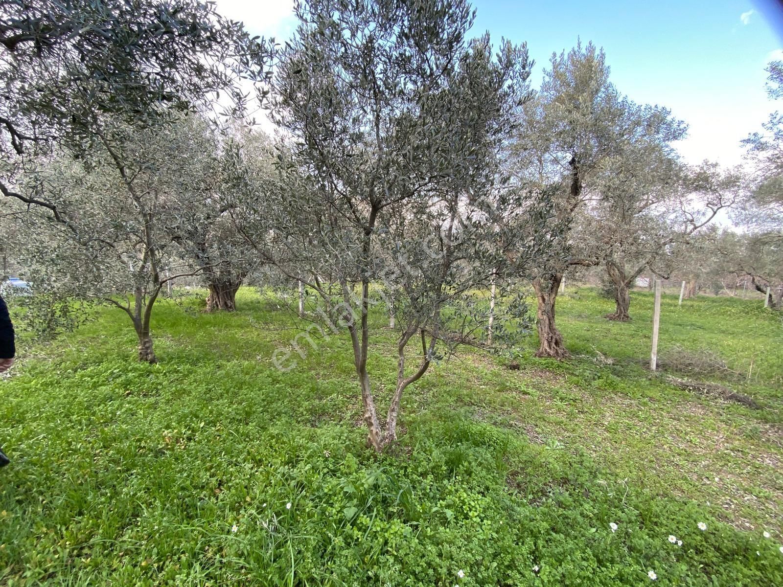 Satılık Yatırımlık Ful Zeytinlik Yolu Suyu Var Eletrik Alınır - Görsel 16