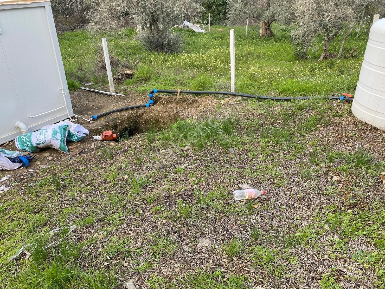 Satılık Yatırımlık Ful Zeytinlik Yolu Suyu Var Eletrik Alınır - Görsel 5
