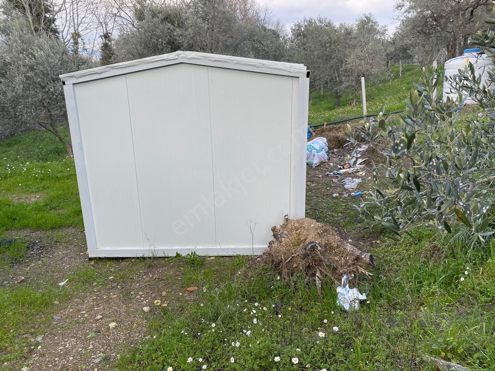 Satılık Yatırımlık Ful Zeytinlik Yolu Suyu Var Eletrik Alınır - Görsel 9