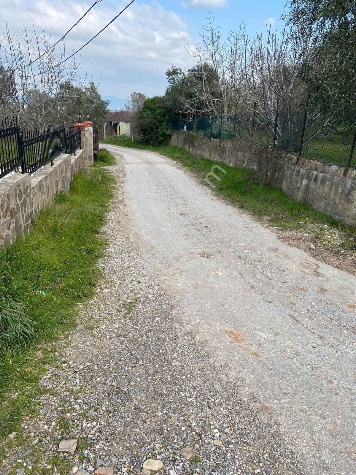 Satılık Yatırımlık Ful Zeytinlik Yolu Suyu Var Eletrik Alınır - Görsel 4