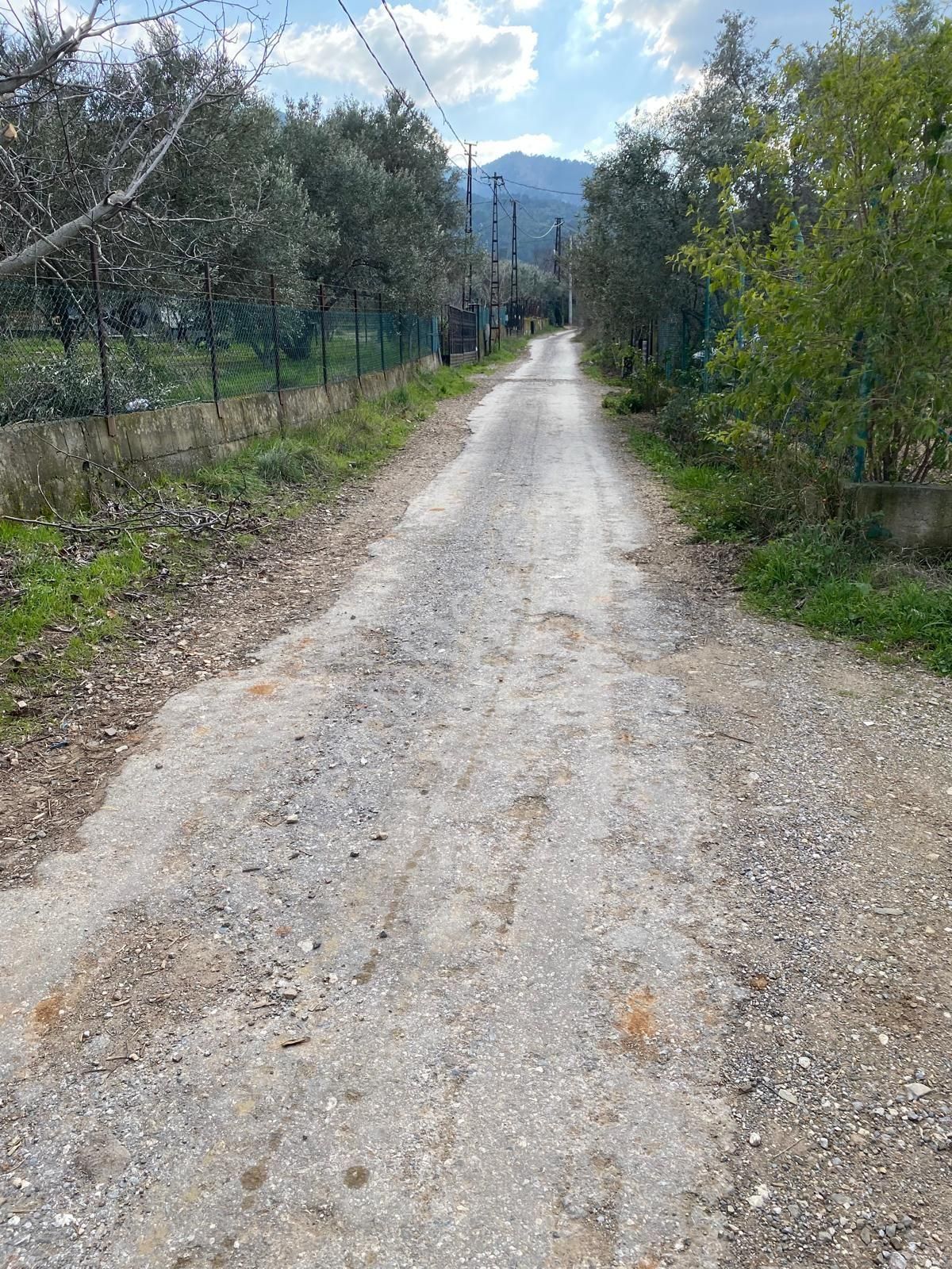 Satılık Yatırımlık Ful Zeytinlik Yolu Suyu Var Eletrik Alınır - Görsel 12