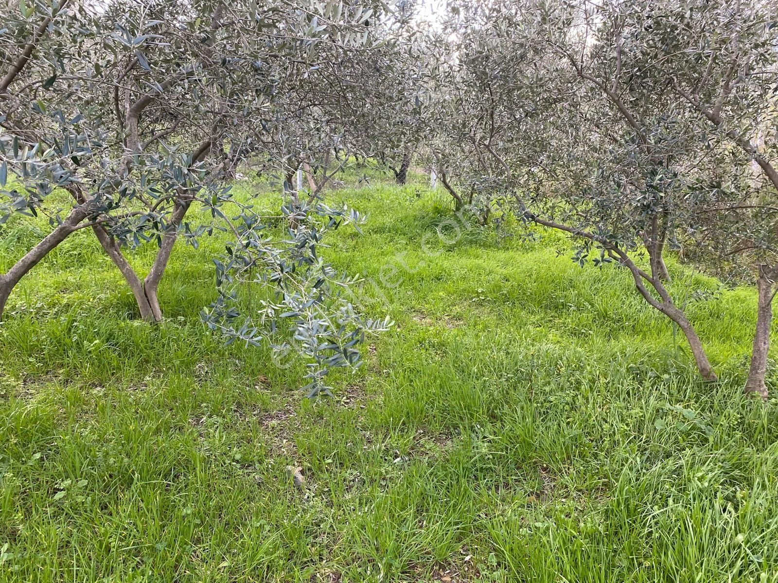 Satılık Yatırımlık Ful Zeytinlik Yolu Suyu Var Eletrik Alınır - Görsel 6