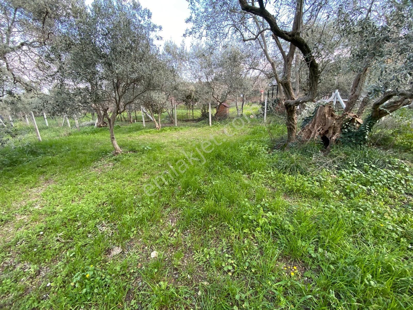 Satılık Yatırımlık Ful Zeytinlik Yolu Suyu Var Eletrik Alınır - Görsel 14