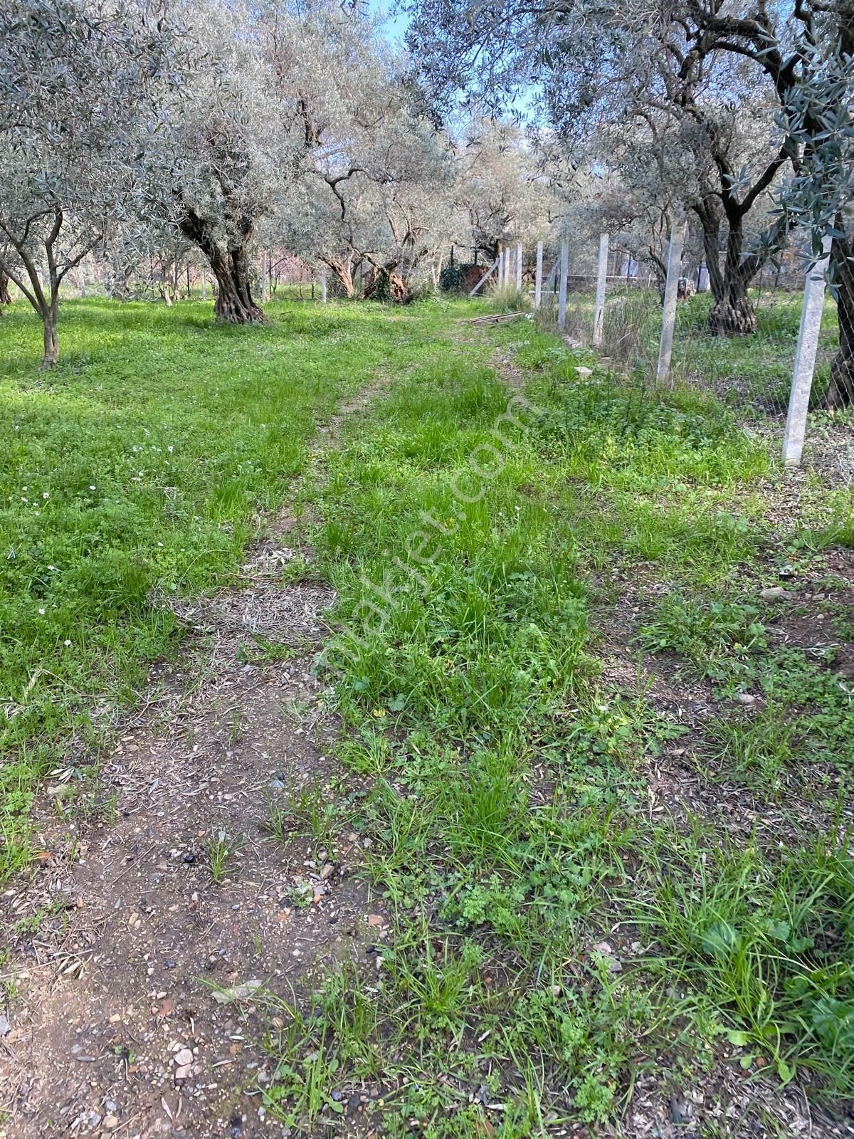 Satılık Yatırımlık Ful Zeytinlik Yolu Suyu Var Eletrik Alınır - Görsel 13