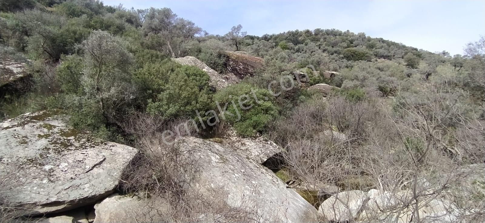 Satılık Zeytinlik Söke Bağarası Köylerinden - Görsel 9