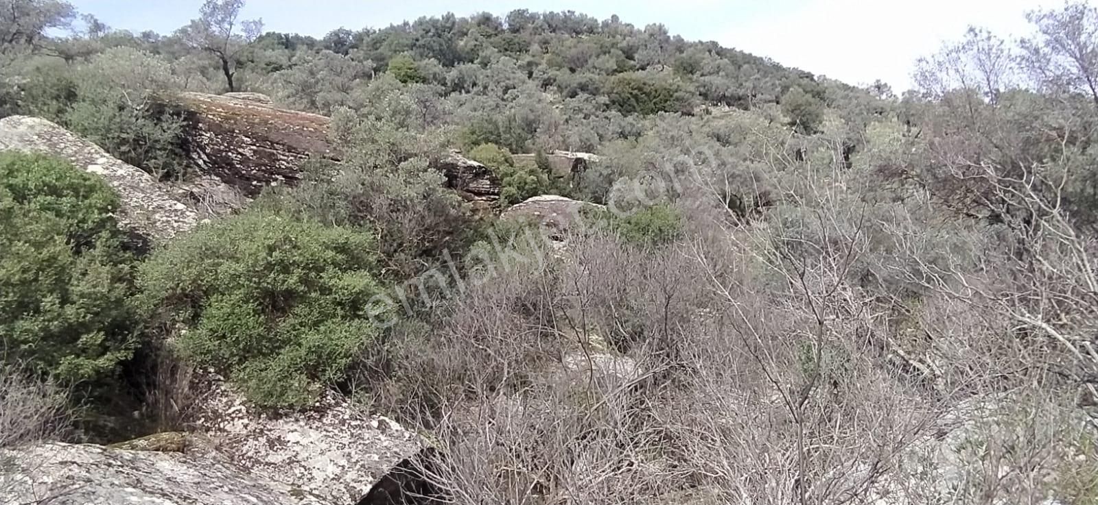 Satılık Zeytinlik Söke Bağarası Köylerinden - Görsel 4