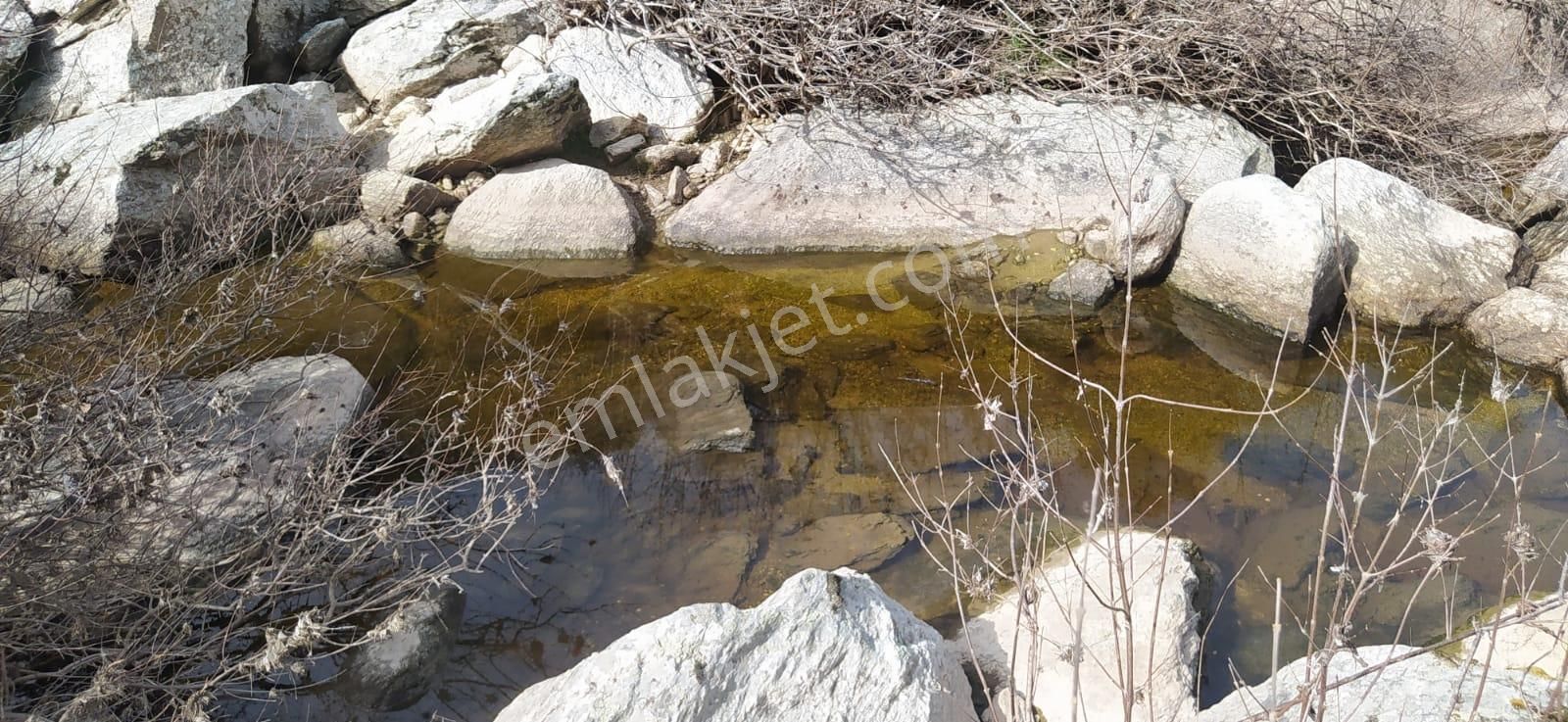 Satılık Zeytinlik Söke Bağarası Köylerinden - Görsel 2
