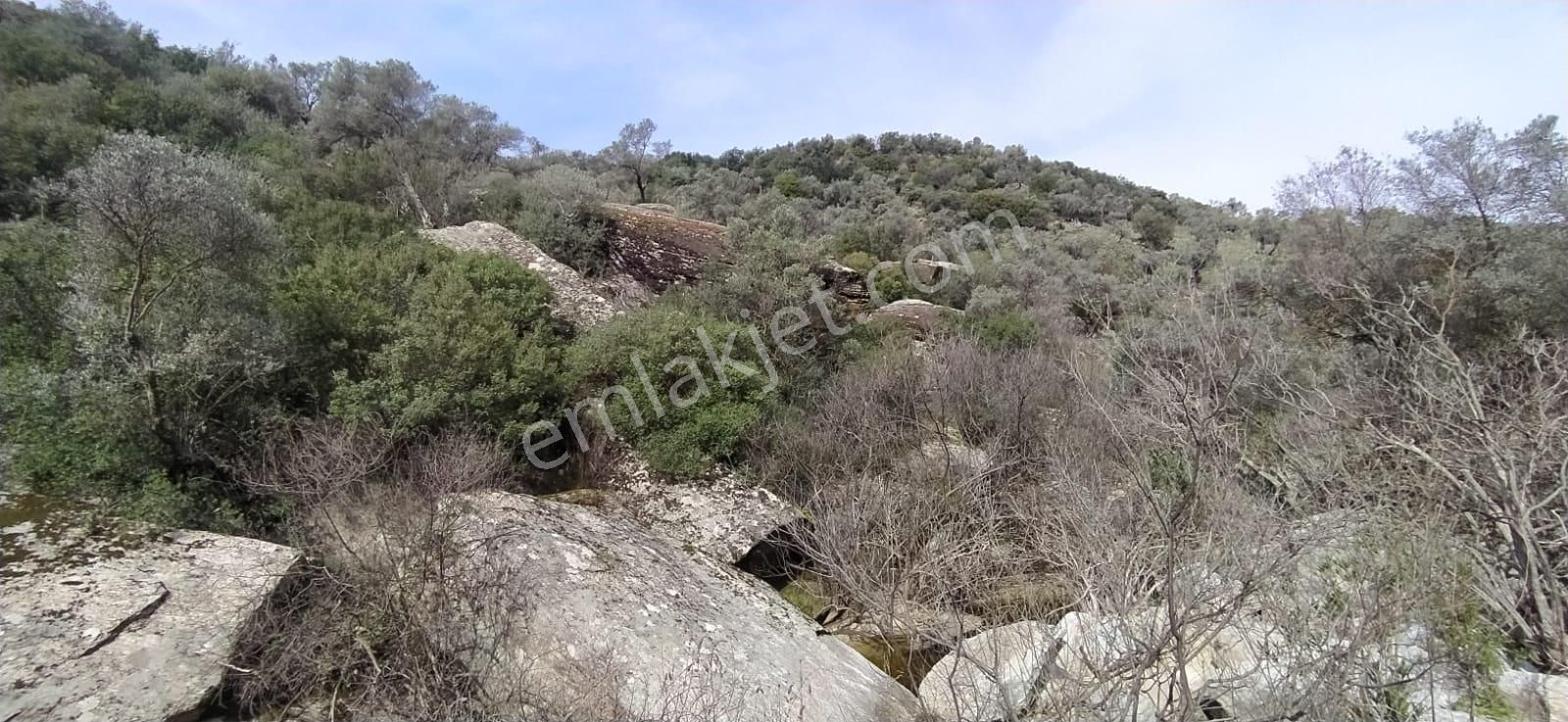 Satılık Zeytinlik Söke Bağarası Köylerinden - Görsel 5