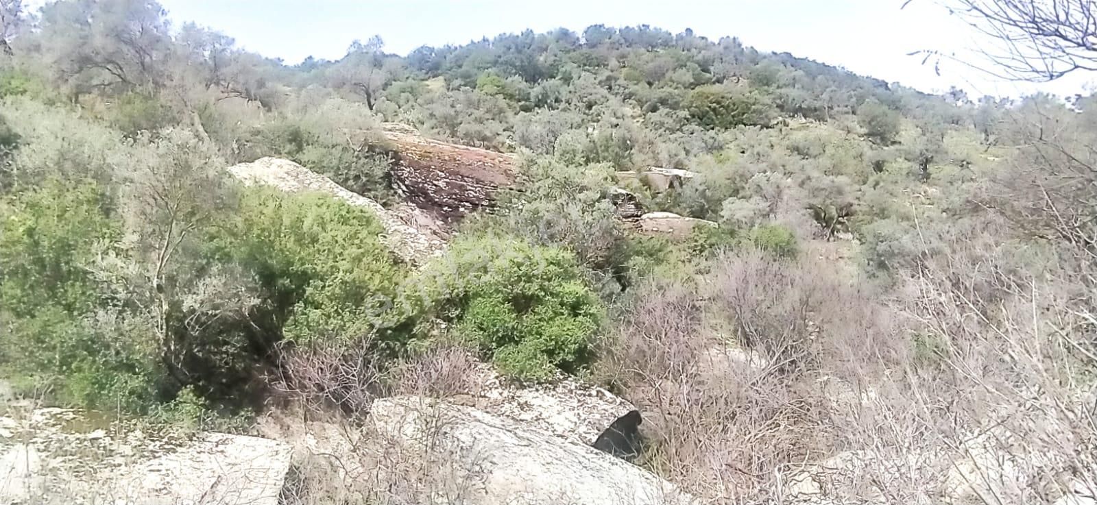 Satılık Zeytinlik Söke Bağarası Köylerinden - Görsel 8