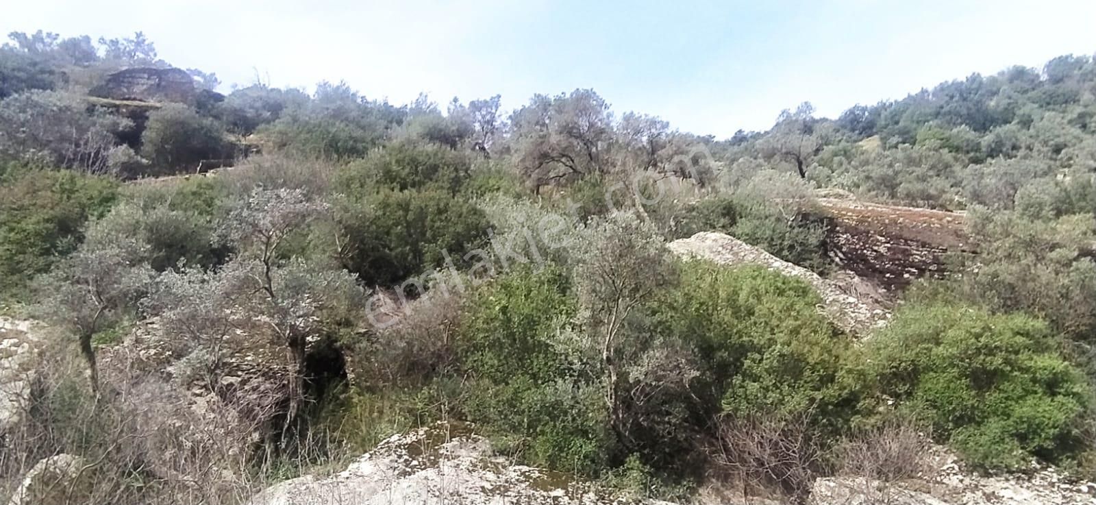 Satılık Zeytinlik Söke Bağarası Köylerinden - Görsel 10