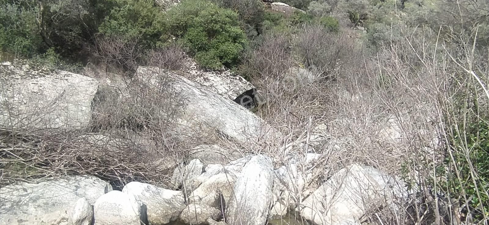Satılık Zeytinlik Söke Bağarası Köylerinden - Görsel 6