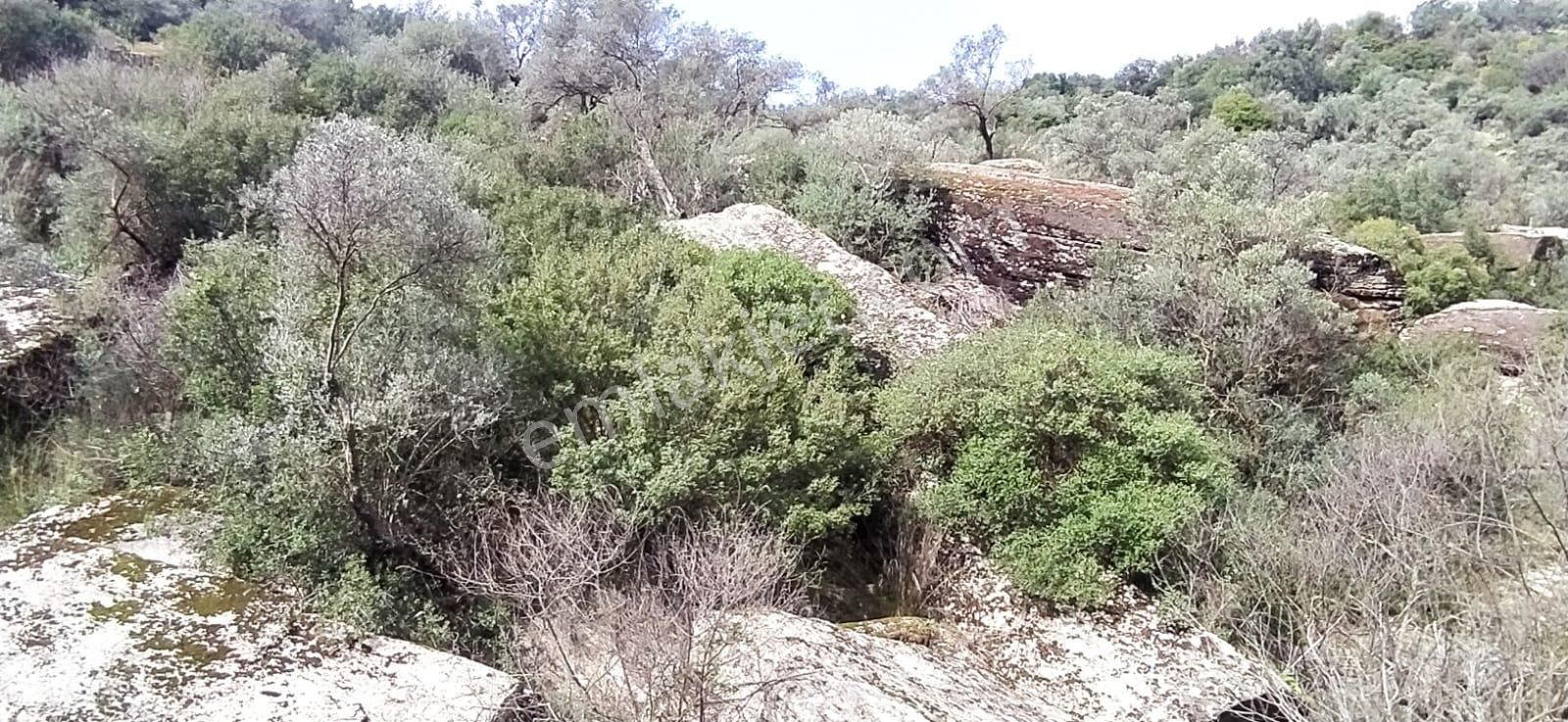 Satılık Zeytinlik Söke Bağarası Köylerinden - Görsel 7