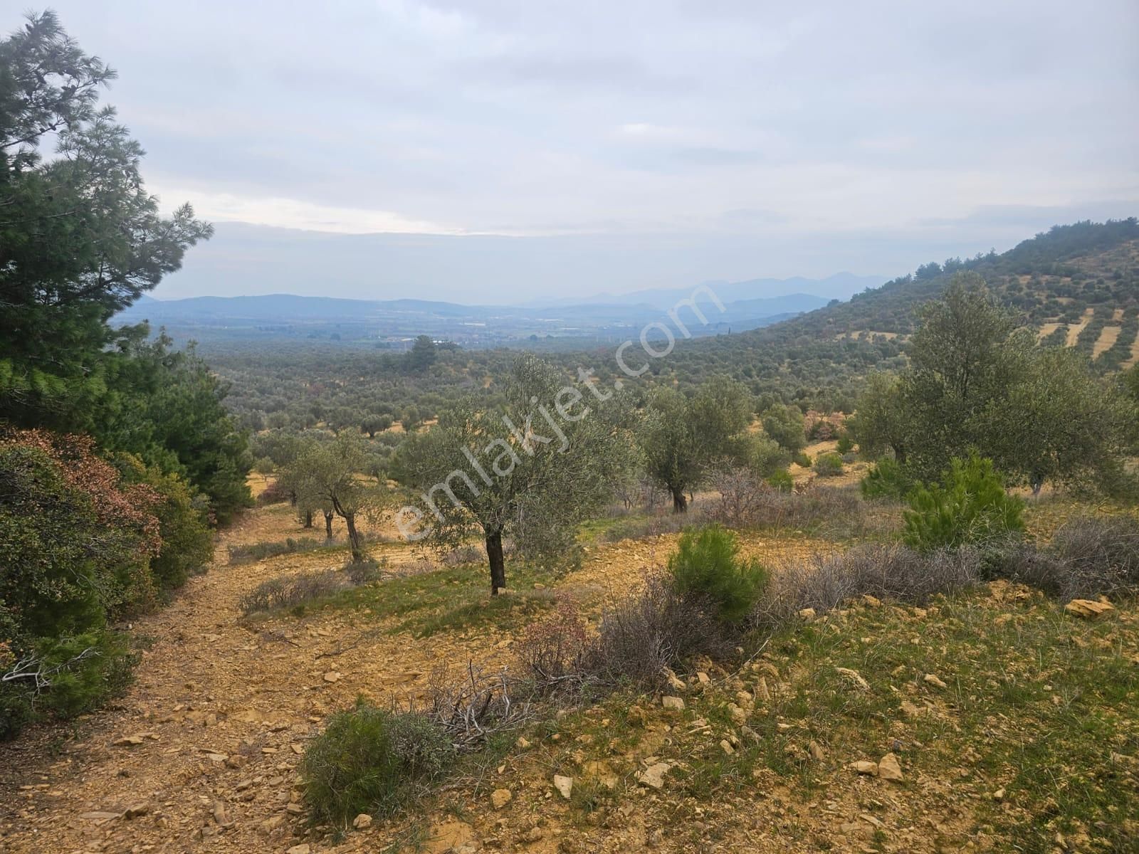 Ön Emlak'tan Burhaniye Ağacık Köyünde 19.352 M2 Çift Resmi Yolu Olan Satılık Zeytinlik! - Görsel 33