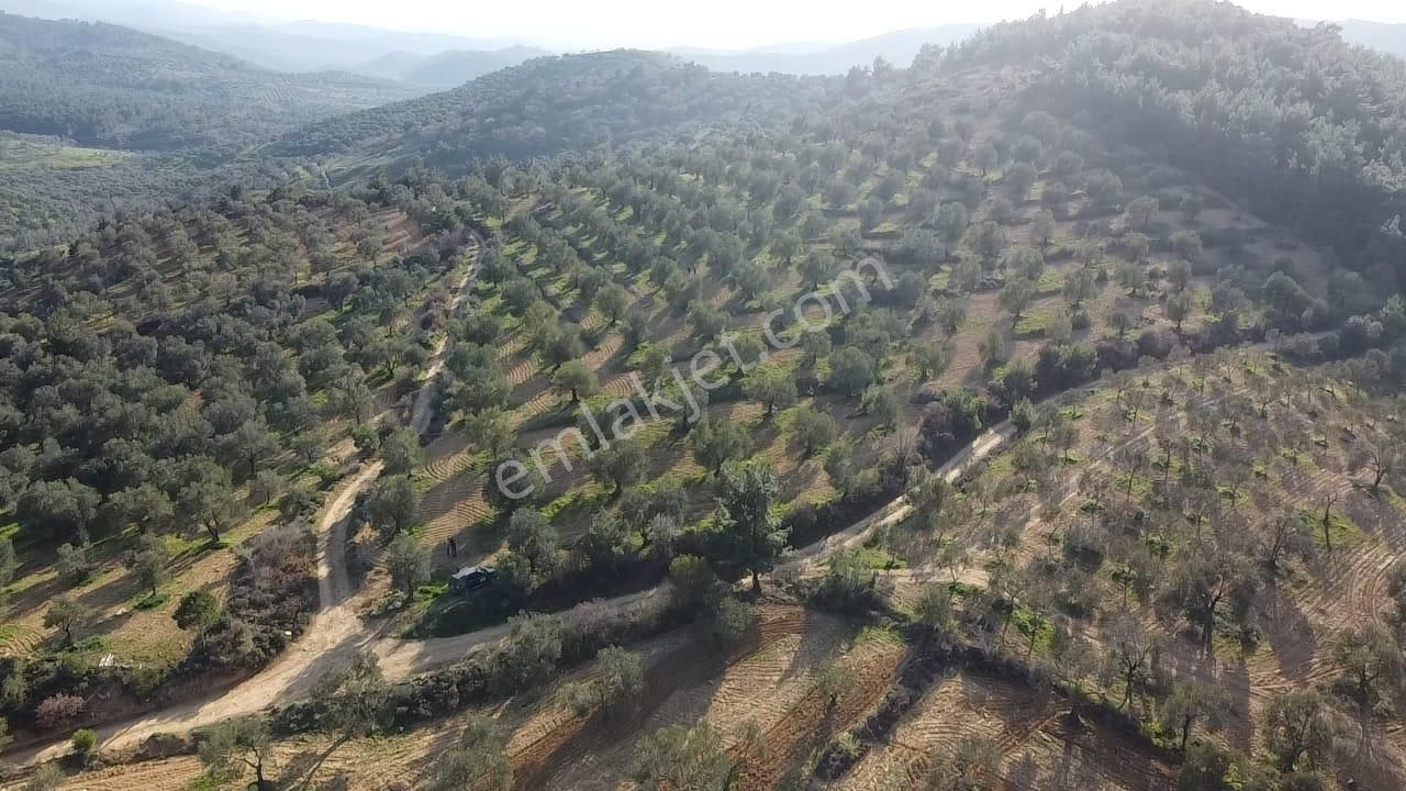 Ön Emlak'tan Burhaniye Ağacık Köyünde 19.352 M2 Çift Resmi Yolu Olan Satılık Zeytinlik! - Görsel 11