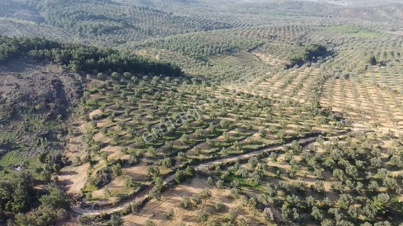 Ön Emlak'tan Burhaniye Ağacık Köyünde 19.352 M2 Çift Resmi Yolu Olan Satılık Zeytinlik! - Görsel 3