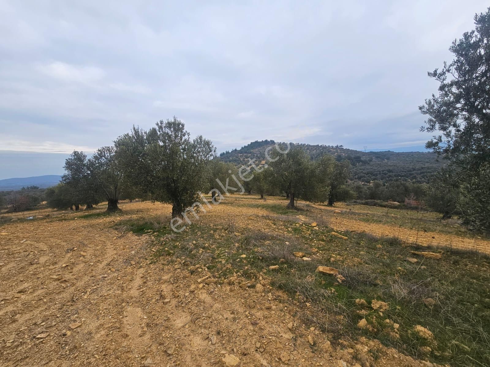 Ön Emlak'tan Burhaniye Ağacık Köyünde 19.352 M2 Çift Resmi Yolu Olan Satılık Zeytinlik! - Görsel 23