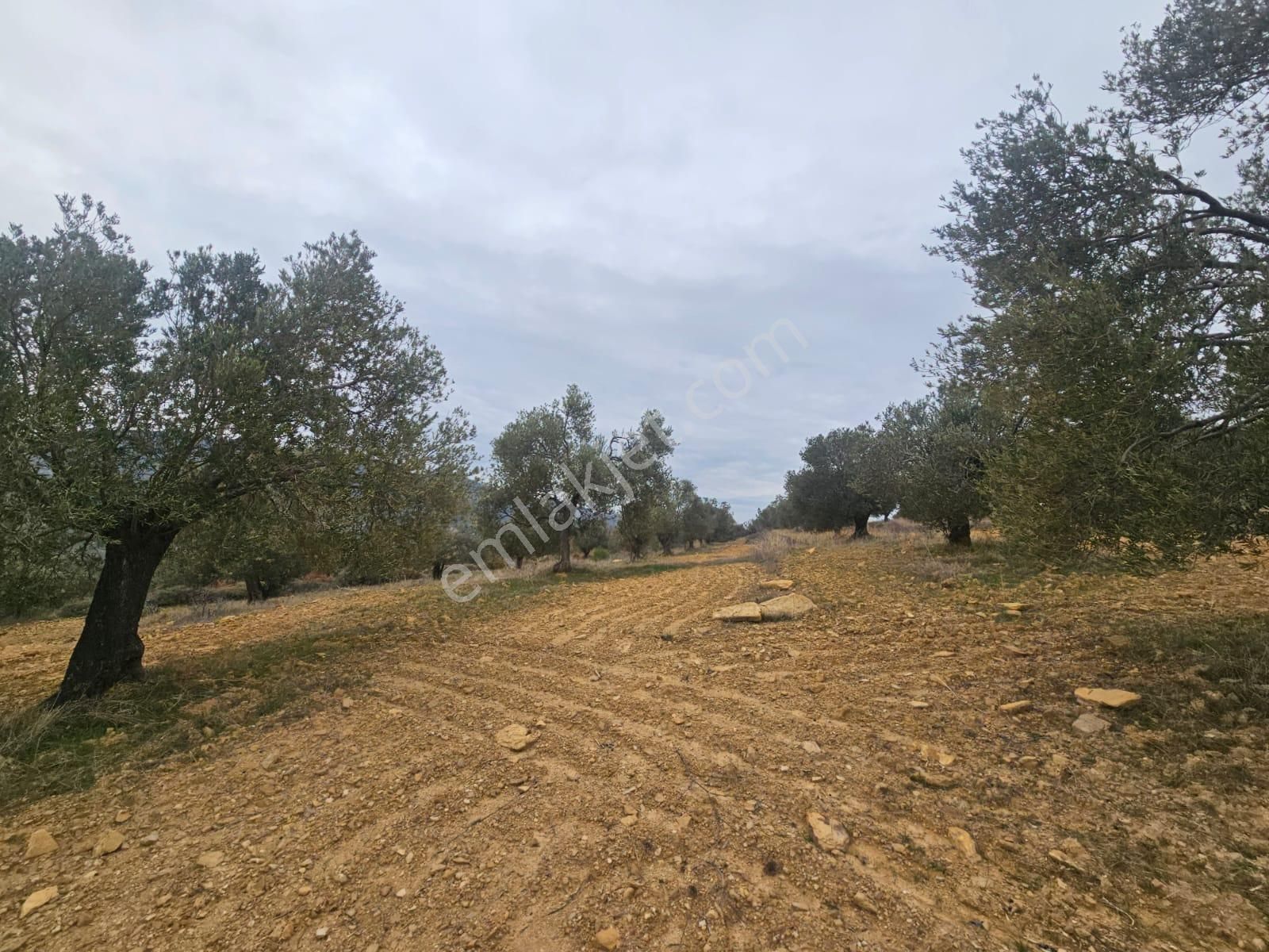 Ön Emlak'tan Burhaniye Ağacık Köyünde 19.352 M2 Çift Resmi Yolu Olan Satılık Zeytinlik! - Görsel 16