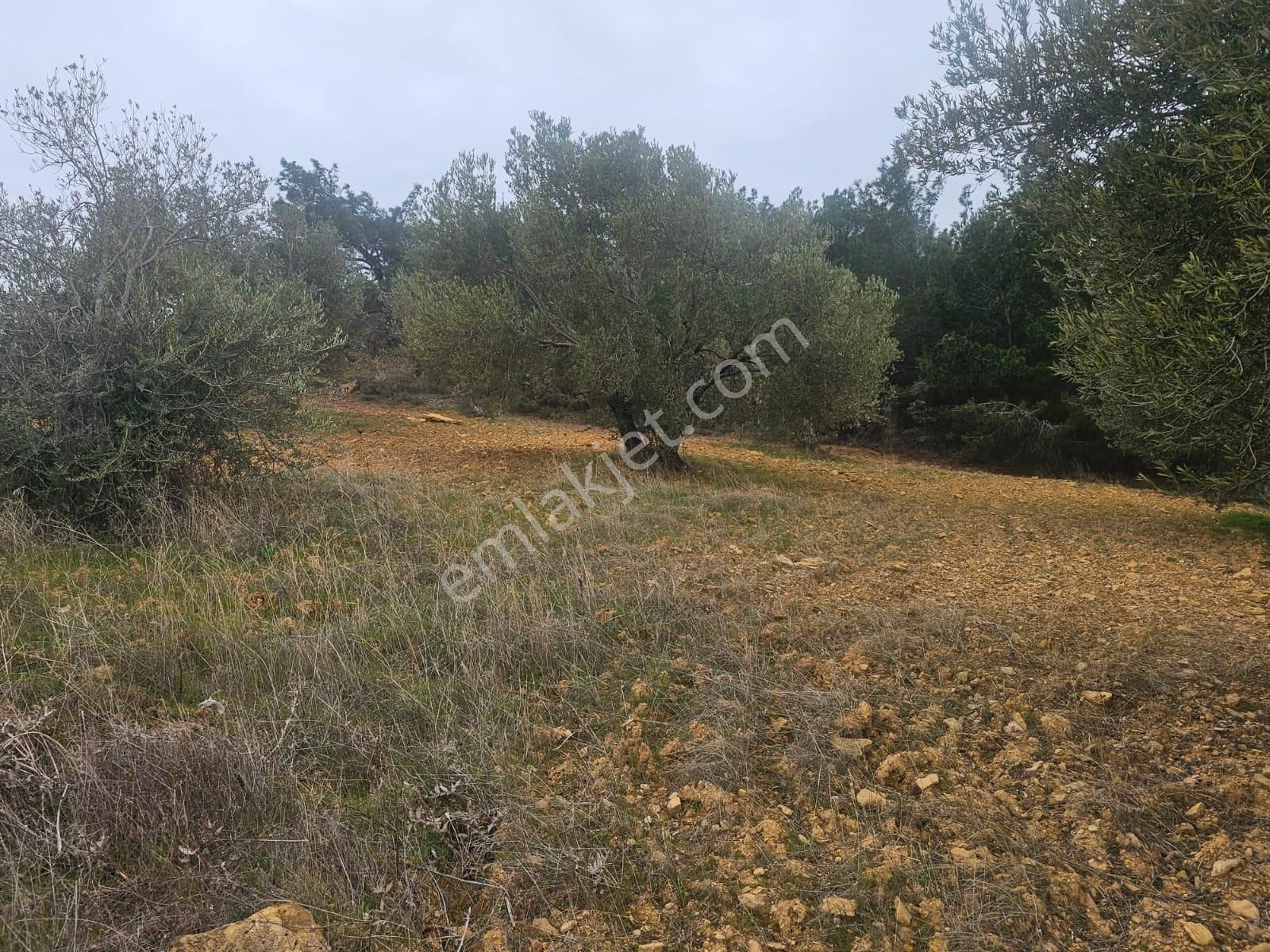 Ön Emlak'tan Burhaniye Ağacık Köyünde 19.352 M2 Çift Resmi Yolu Olan Satılık Zeytinlik! - Görsel 28