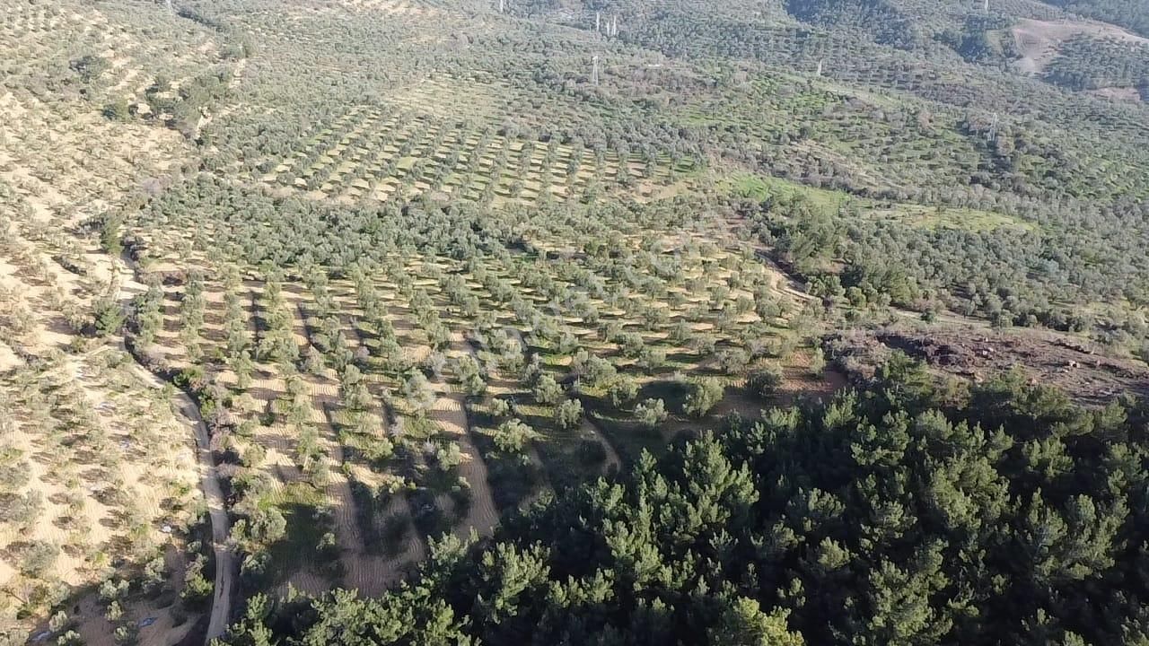 Ön Emlak'tan Burhaniye Ağacık Köyünde 19.352 M2 Çift Resmi Yolu Olan Satılık Zeytinlik! - Görsel 7