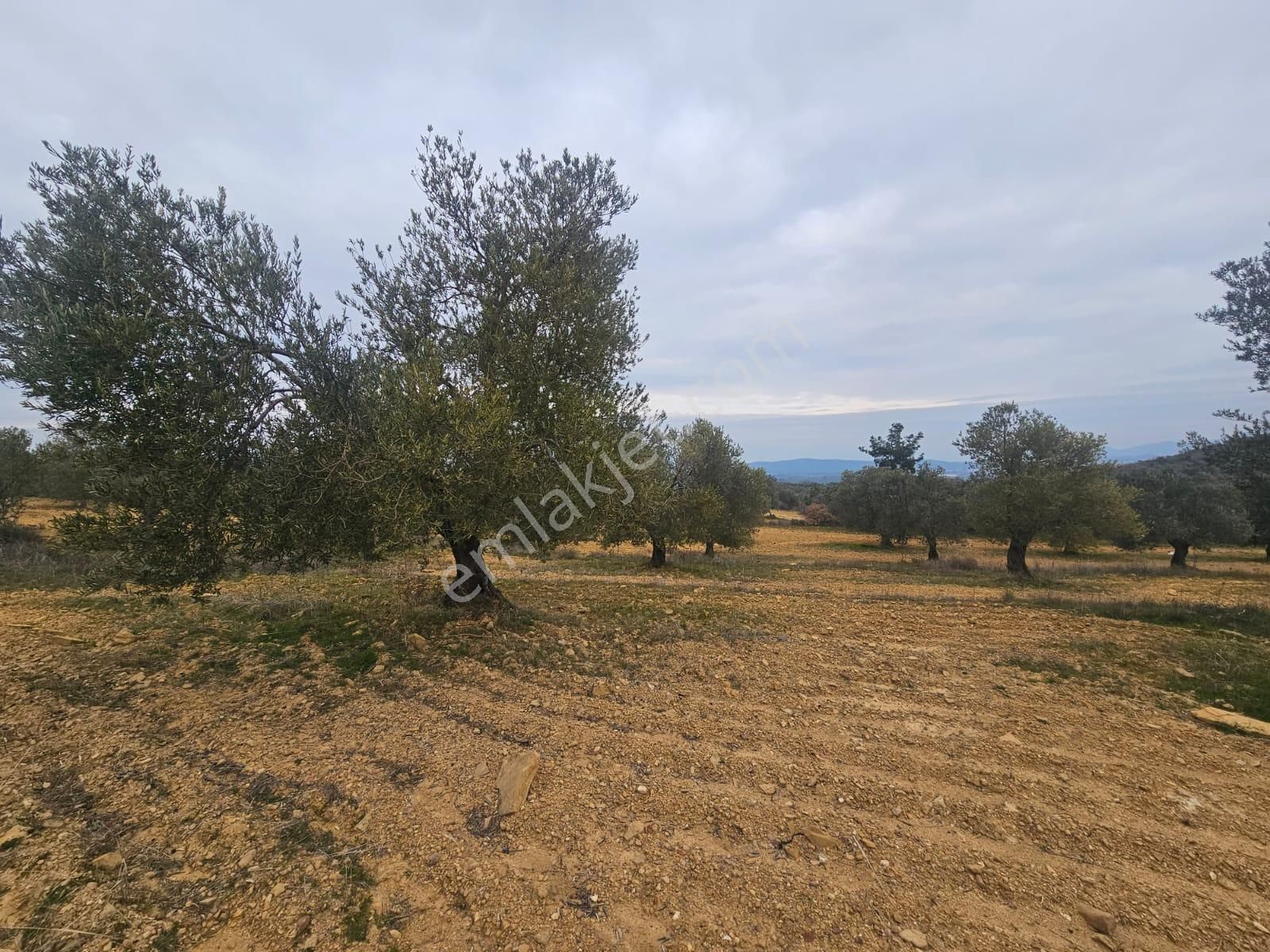 Ön Emlak'tan Burhaniye Ağacık Köyünde 19.352 M2 Çift Resmi Yolu Olan Satılık Zeytinlik! - Görsel 14