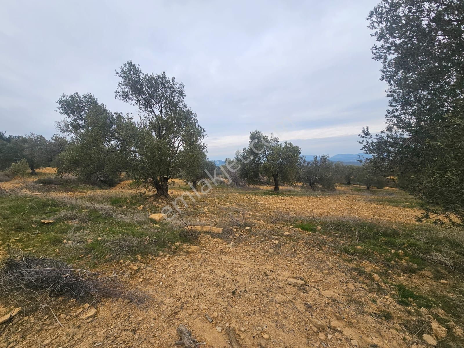 Ön Emlak'tan Burhaniye Ağacık Köyünde 19.352 M2 Çift Resmi Yolu Olan Satılık Zeytinlik! - Görsel 26