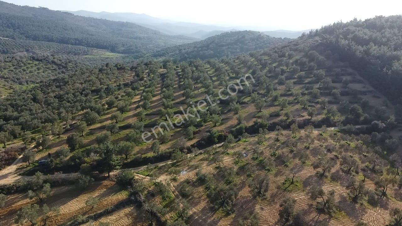 Ön Emlak'tan Burhaniye Ağacık Köyünde 19.352 M2 Çift Resmi Yolu Olan Satılık Zeytinlik! - Görsel 10