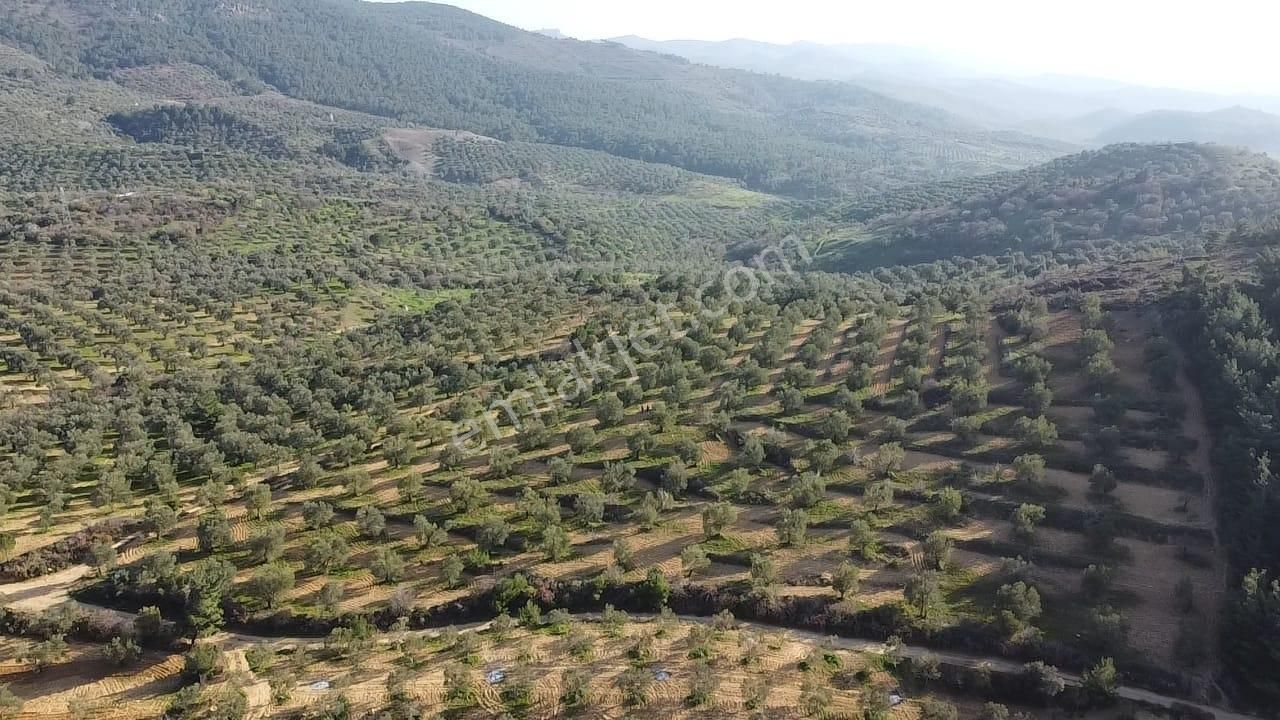 Ön Emlak'tan Burhaniye Ağacık Köyünde 19.352 M2 Çift Resmi Yolu Olan Satılık Zeytinlik! - Görsel 13