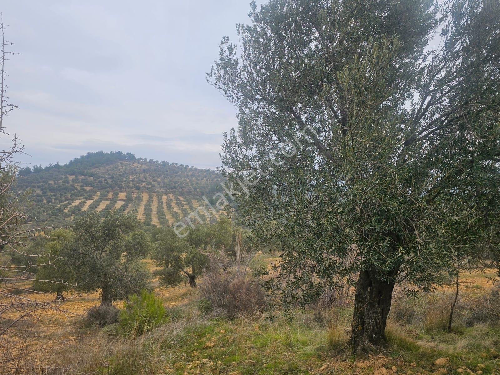 Ön Emlak'tan Burhaniye Ağacık Köyünde 19.352 M2 Çift Resmi Yolu Olan Satılık Zeytinlik! - Görsel 27