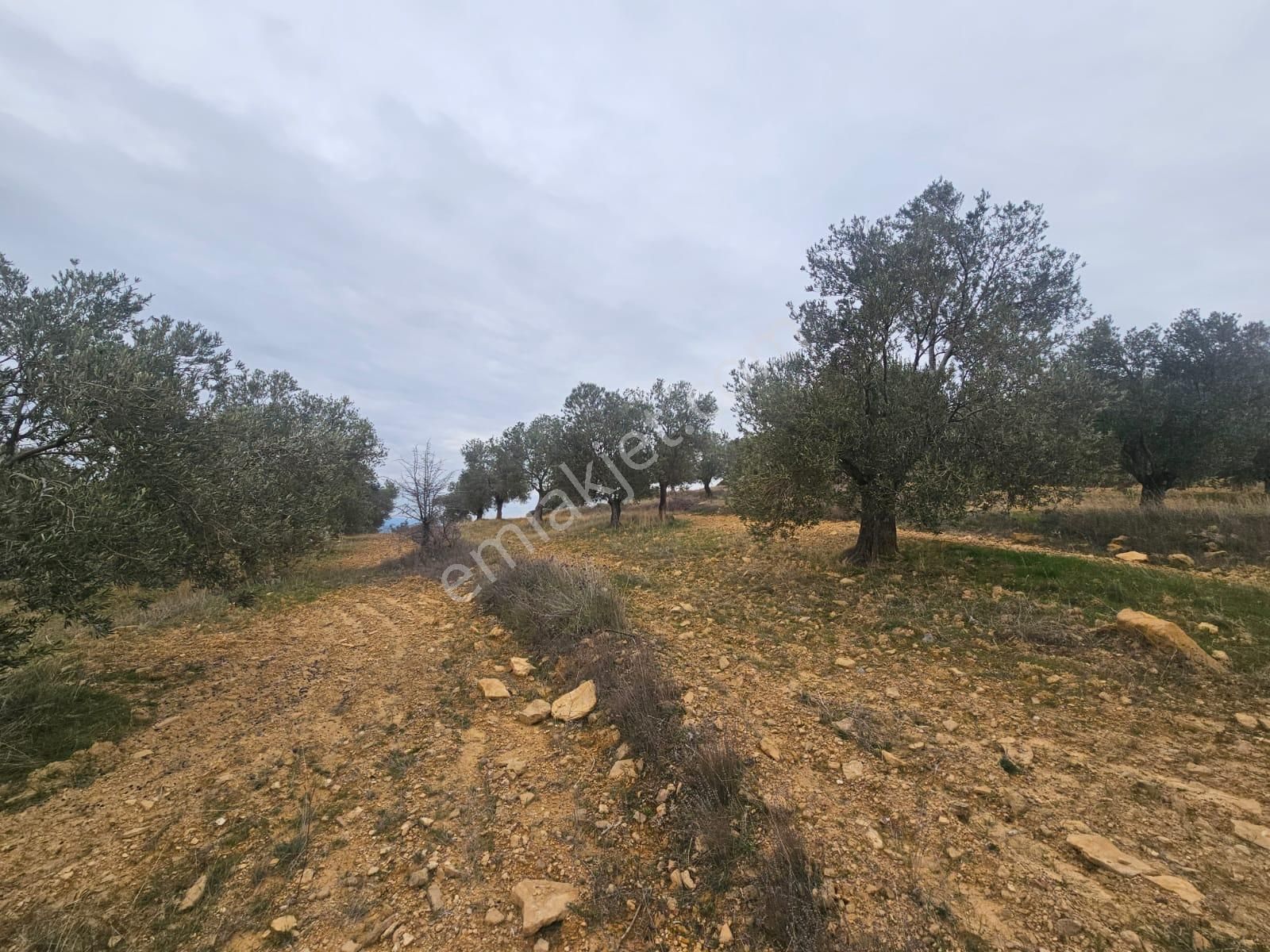 Ön Emlak'tan Burhaniye Ağacık Köyünde 19.352 M2 Çift Resmi Yolu Olan Satılık Zeytinlik! - Görsel 25