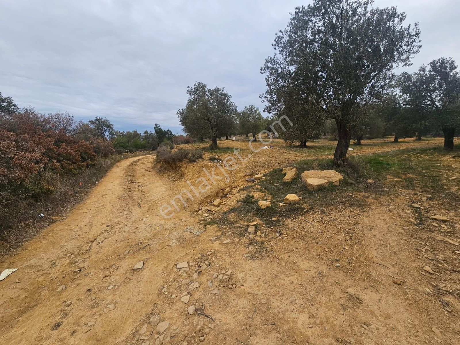 Ön Emlak'tan Burhaniye Ağacık Köyünde 19.352 M2 Çift Resmi Yolu Olan Satılık Zeytinlik! - Görsel 35