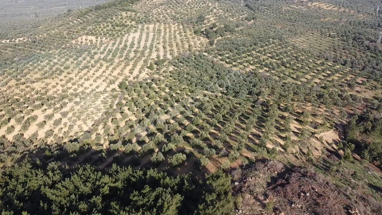 Ön Emlak'tan Burhaniye Ağacık Köyünde 19.352 M2 Çift Resmi Yolu Olan Satılık Zeytinlik! - Görsel 9