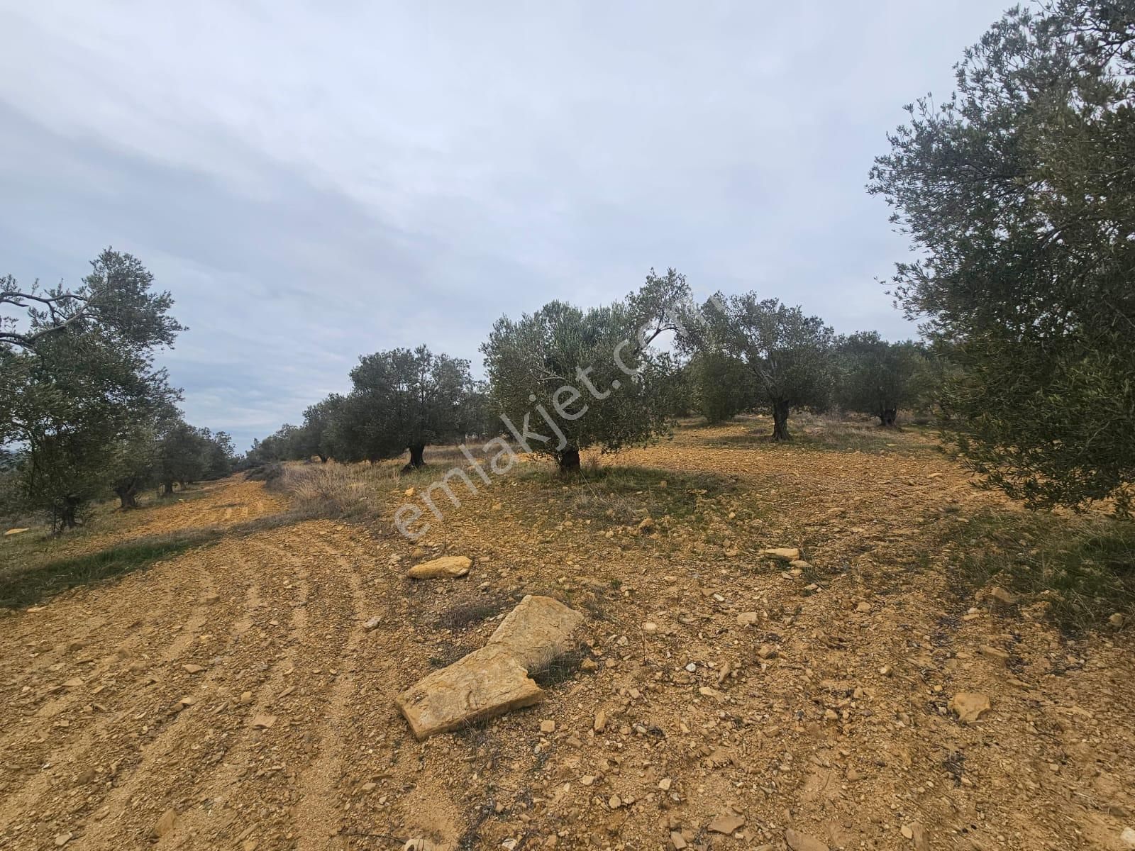 Ön Emlak'tan Burhaniye Ağacık Köyünde 19.352 M2 Çift Resmi Yolu Olan Satılık Zeytinlik! - Görsel 17