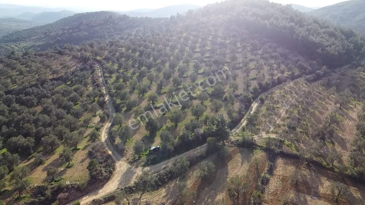 Ön Emlak'tan Burhaniye Ağacık Köyünde 19.352 M2 Çift Resmi Yolu Olan Satılık Zeytinlik! - Görsel 12