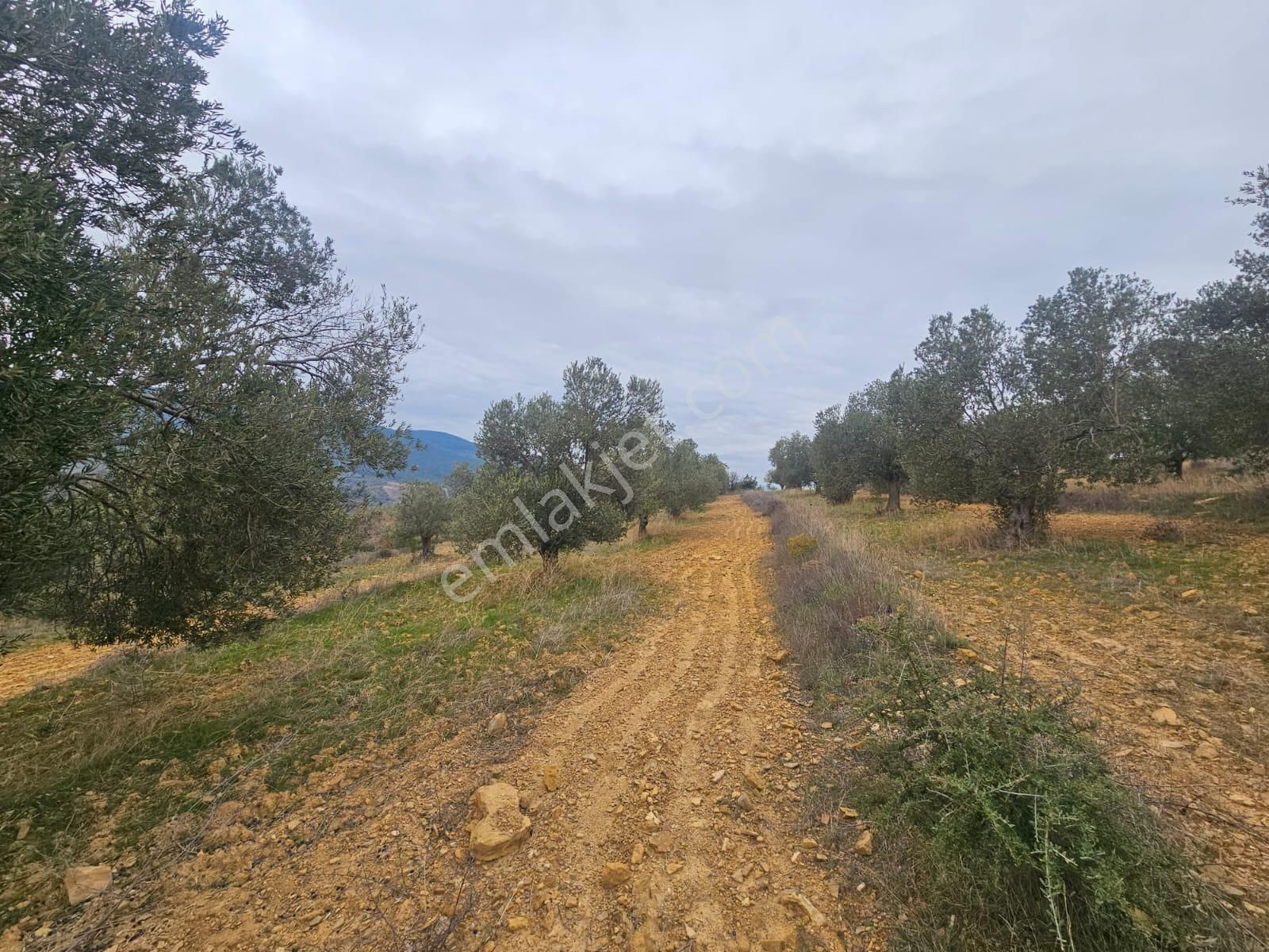 Ön Emlak'tan Burhaniye Ağacık Köyünde 19.352 M2 Çift Resmi Yolu Olan Satılık Zeytinlik! - Görsel 21