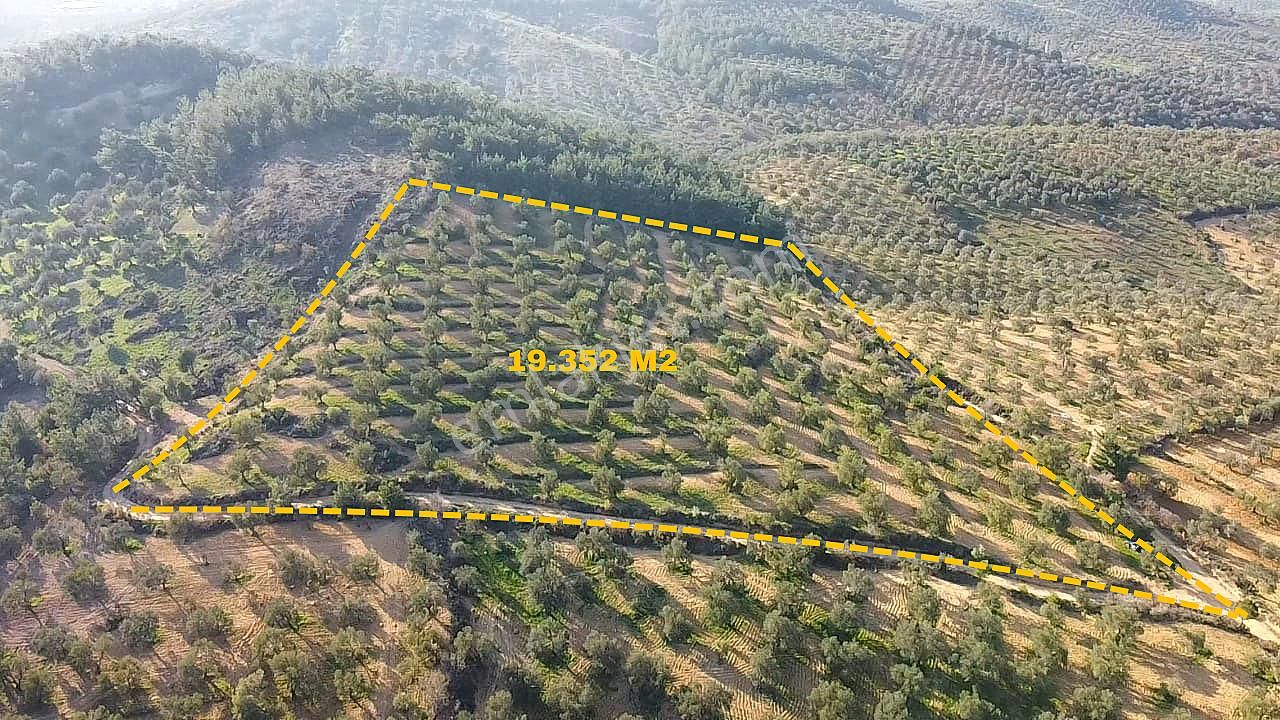 Ön Emlak'tan Burhaniye Ağacık Köyünde 19.352 M2 Çift Resmi Yolu Olan Satılık Zeytinlik! - Görsel 2