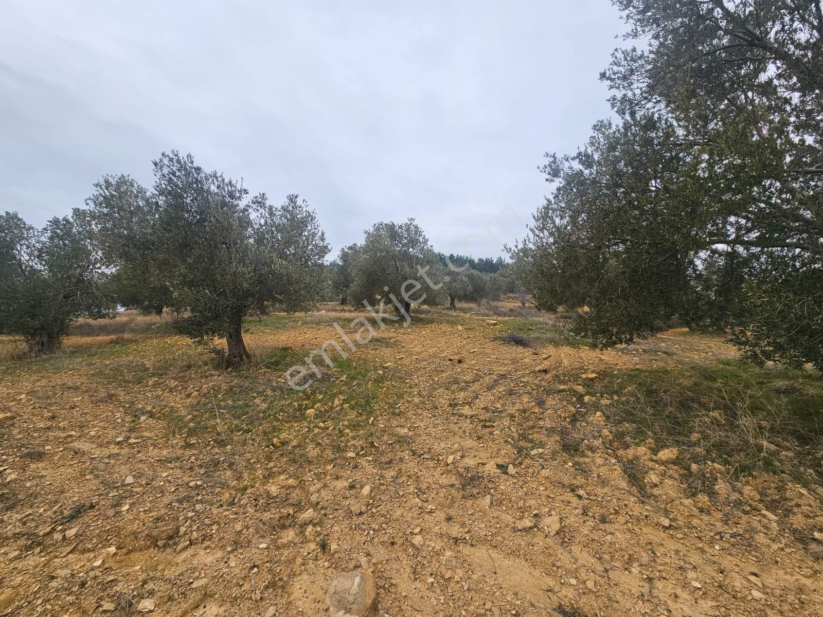 Ön Emlak'tan Burhaniye Ağacık Köyünde 19.352 M2 Çift Resmi Yolu Olan Satılık Zeytinlik! - Görsel 19
