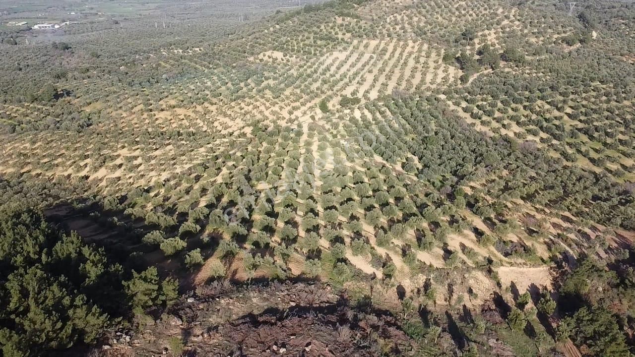 Ön Emlak'tan Burhaniye Ağacık Köyünde 19.352 M2 Çift Resmi Yolu Olan Satılık Zeytinlik! - Görsel 6