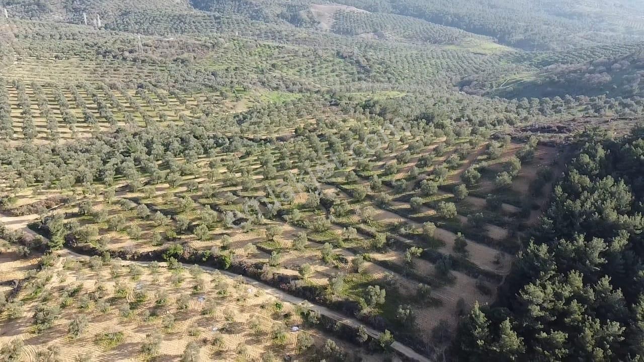 Ön Emlak'tan Burhaniye Ağacık Köyünde 19.352 M2 Çift Resmi Yolu Olan Satılık Zeytinlik! - Görsel 8