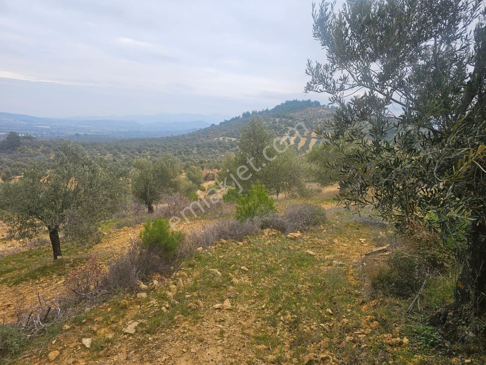 Ön Emlak'tan Burhaniye Ağacık Köyünde 19.352 M2 Çift Resmi Yolu Olan Satılık Zeytinlik! - Görsel 31