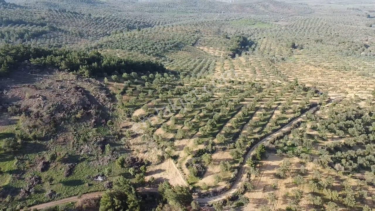 Ön Emlak'tan Burhaniye Ağacık Köyünde 19.352 M2 Çift Resmi Yolu Olan Satılık Zeytinlik! - Görsel 4