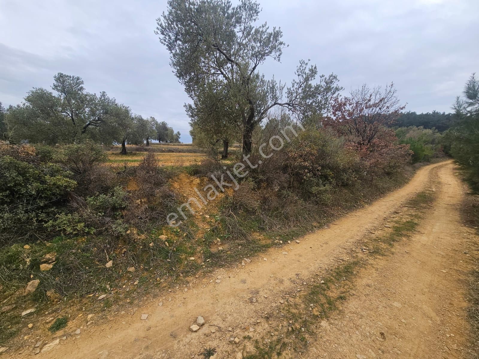 Ön Emlak'tan Burhaniye Ağacık Köyünde 19.352 M2 Çift Resmi Yolu Olan Satılık Zeytinlik! - Görsel 34