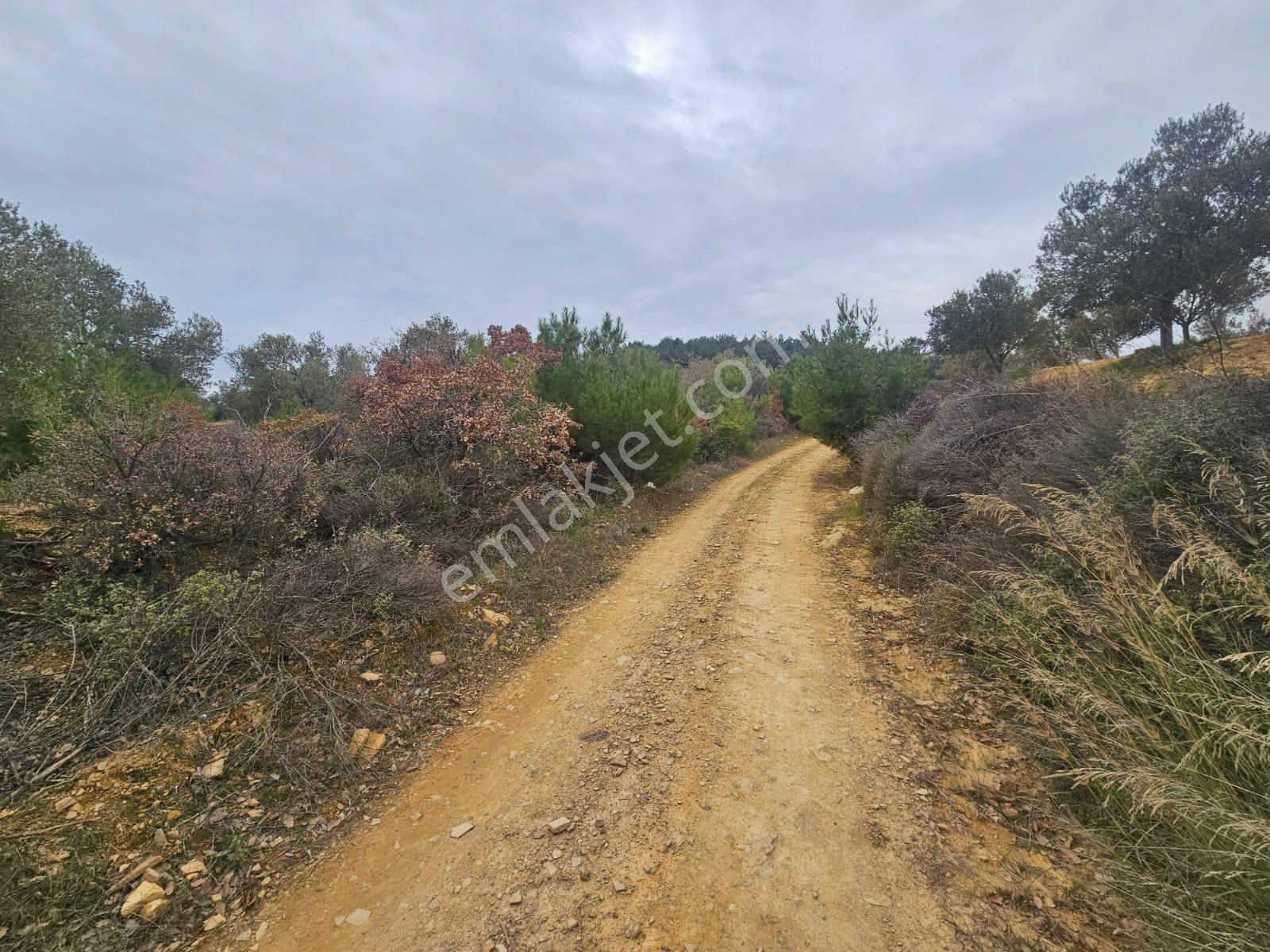 Ön Emlak'tan Burhaniye Ağacık Köyünde 19.352 M2 Çift Resmi Yolu Olan Satılık Zeytinlik! - Görsel 32