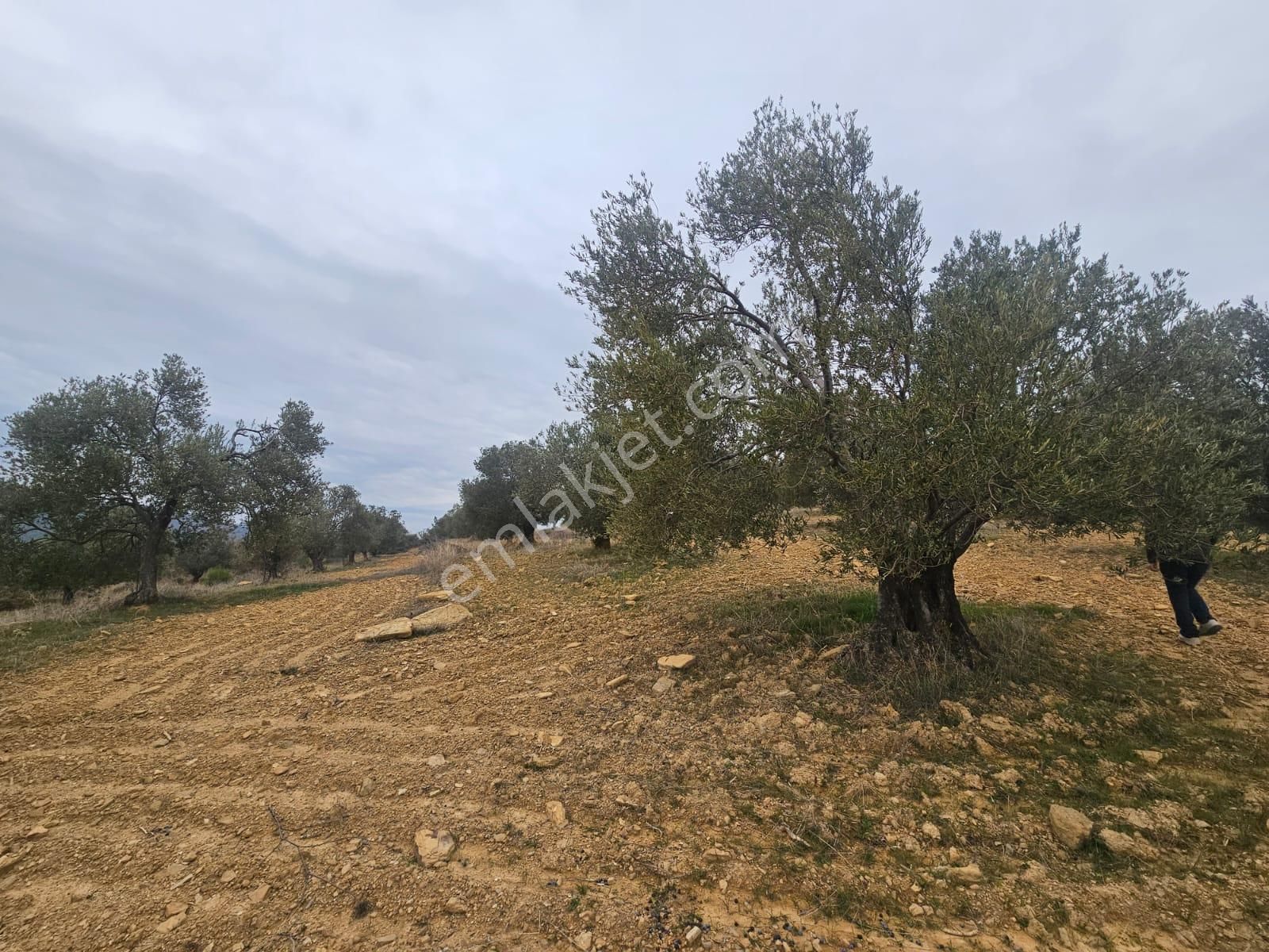 Ön Emlak'tan Burhaniye Ağacık Köyünde 19.352 M2 Çift Resmi Yolu Olan Satılık Zeytinlik! - Görsel 15