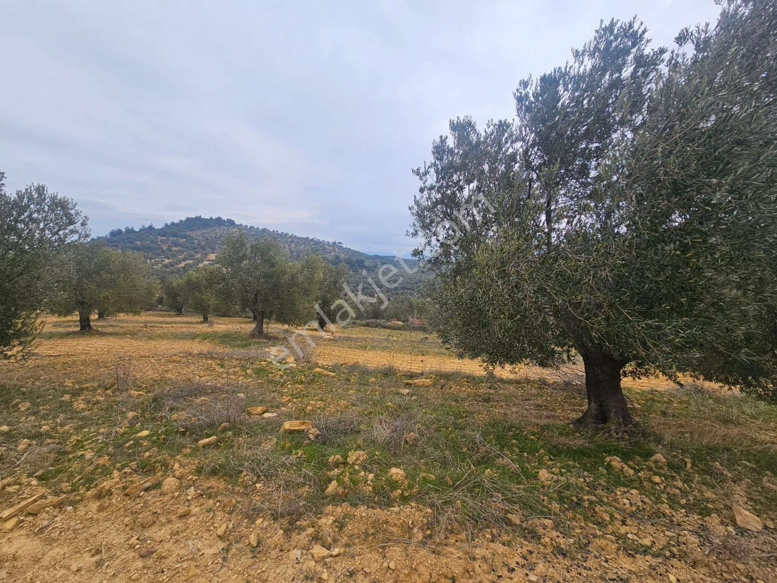 Ön Emlak'tan Burhaniye Ağacık Köyünde 19.352 M2 Çift Resmi Yolu Olan Satılık Zeytinlik! - Görsel 22