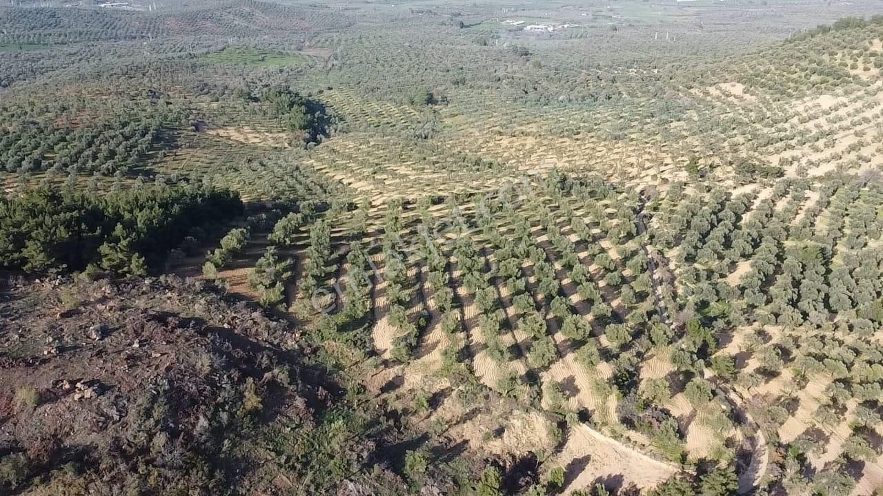 Ön Emlak'tan Burhaniye Ağacık Köyünde 19.352 M2 Çift Resmi Yolu Olan Satılık Zeytinlik! - Görsel 5