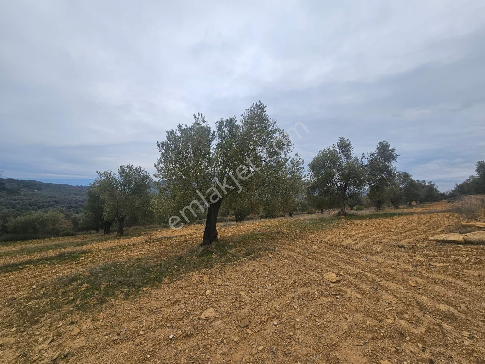 Ön Emlak'tan Burhaniye Ağacık Köyünde 19.352 M2 Çift Resmi Yolu Olan Satılık Zeytinlik! - Görsel 18