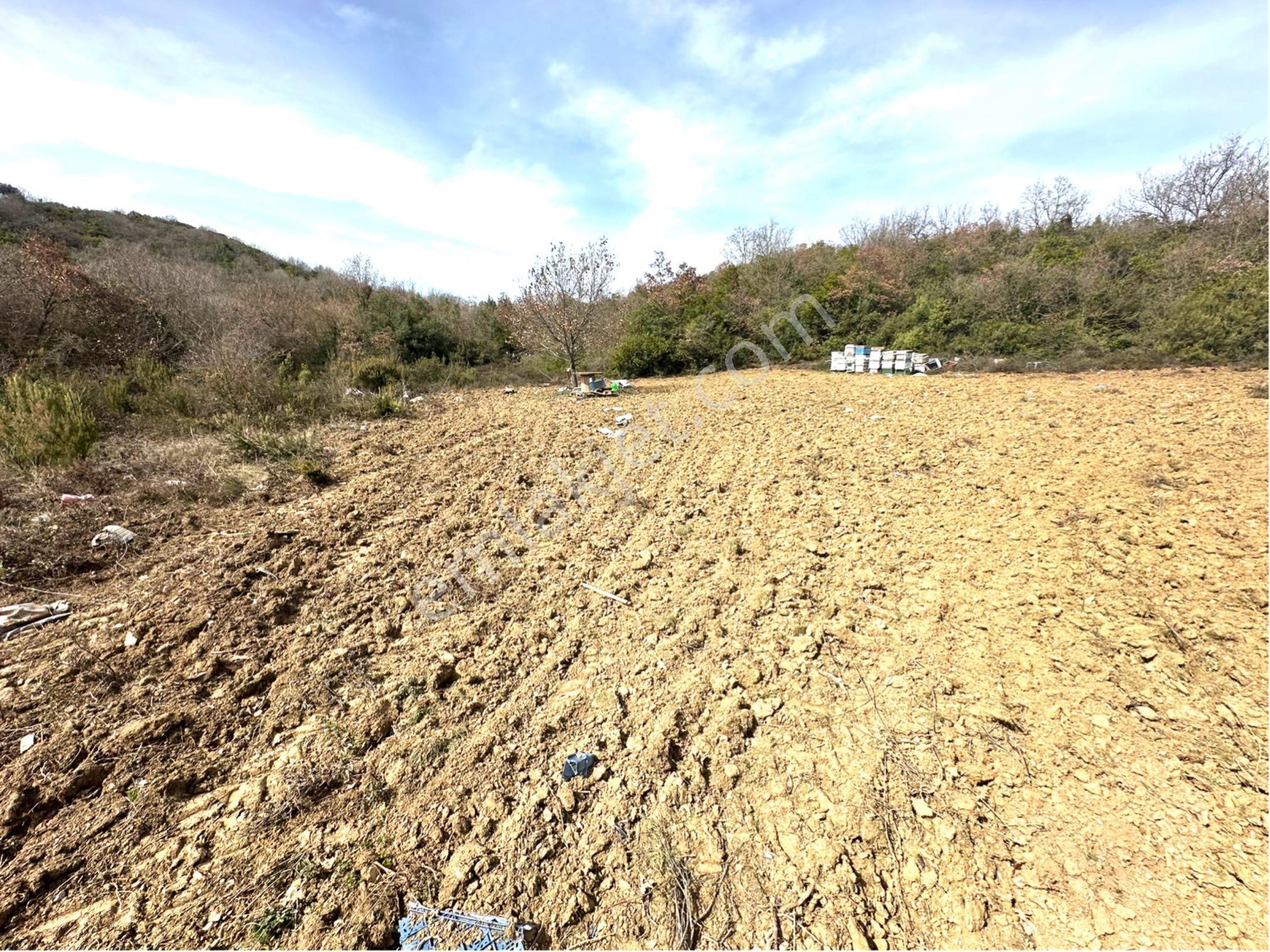 Tırpan Gayrimenkulden Kaymakobada 425m2 Tek Tapu Asfalta 1 Parsel Tarla - Görsel 2